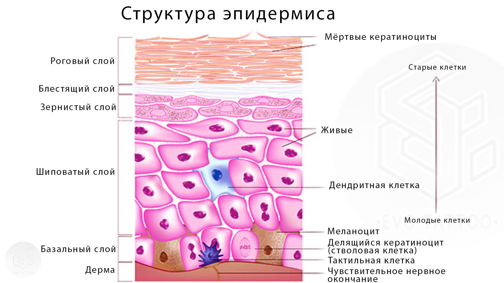 структура эпидермиса